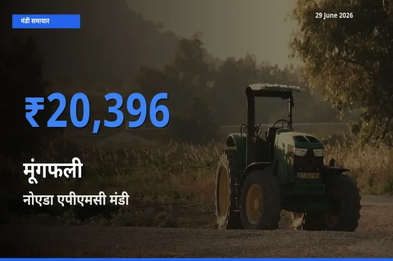 आज मूंगफली के सबसे ज़्यादा दाम नोएडा एपीएमसी मंडी में दर्ज