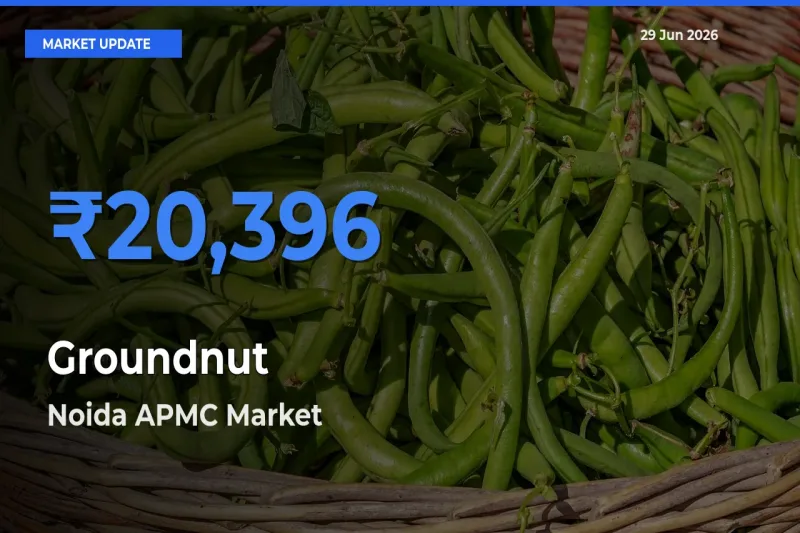 Noida APMC Records Highest ₹20,396 Rate for Groundnut