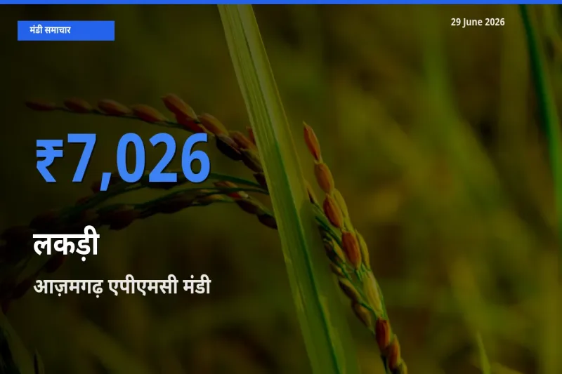 आज़मगढ़ एपीएमसी मंडी में आज लकड़ी के सबसे ऊँचे दाम दर्ज