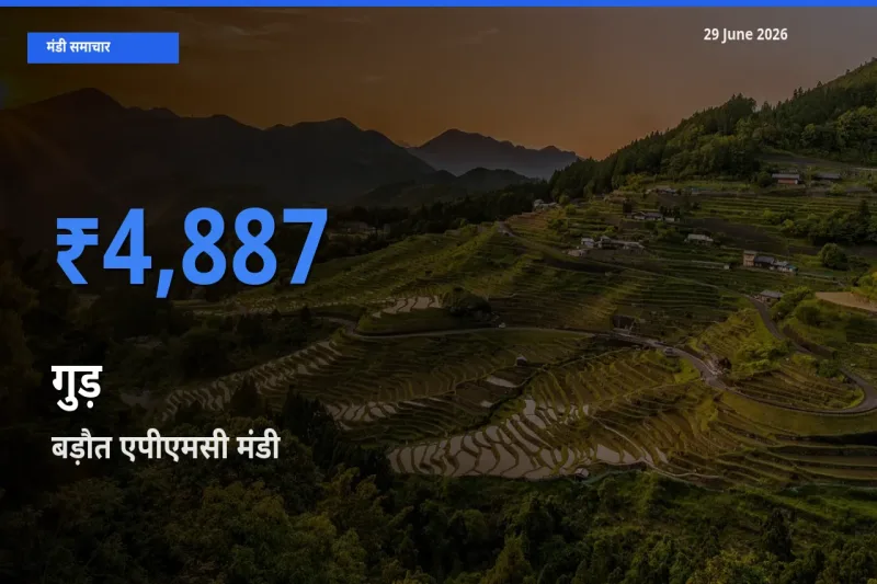 टॉप मंडी बना बड़ौत एपीएमसी! गुड़ के सबसे ऊँचे दाम यहीं दर्ज
