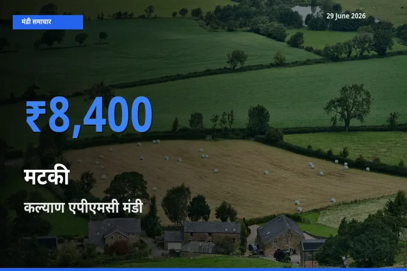 टॉप मंडी बना कल्याण एपीएमसी! मटकी के सबसे ऊँचे दाम यहीं दर्ज
