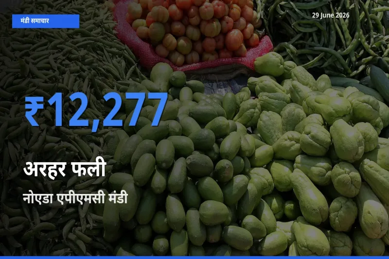 बाज़ार संकेत: नोएडा एपीएमसी बना अरहर फली के लिए आज की टॉप मंडी