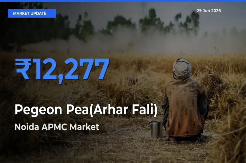 Noida APMC Offers ₹12,277 – Highest Pegeon Pea(Arhar Fali) Rate Today