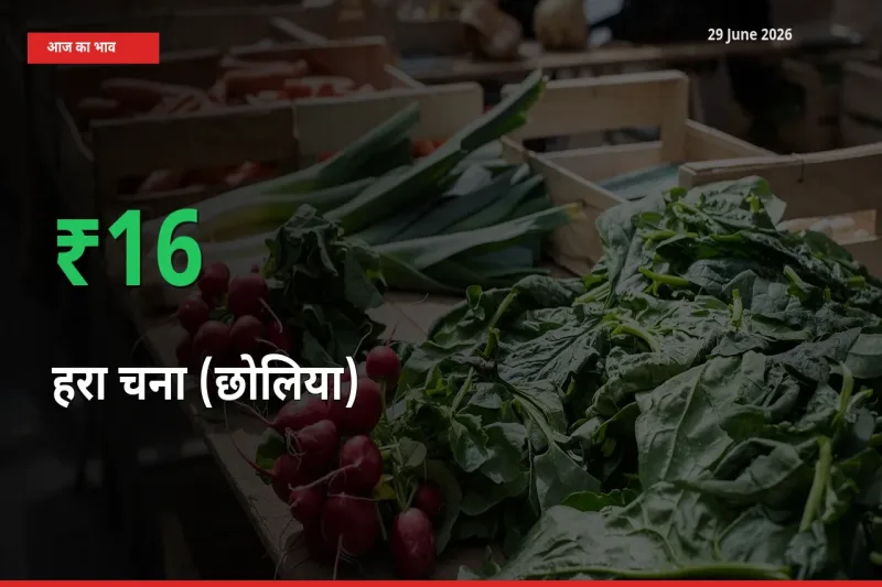 हरा चना (छोलिया) के दाम प्रमुख मंडी में 16.31% बढ़े, 24 घंटे में बड़ा बदलाव