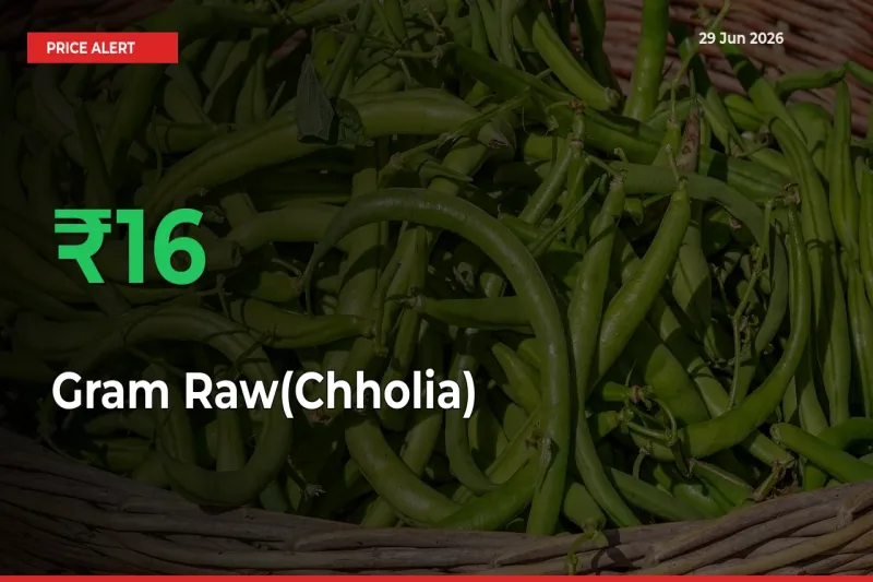 Gram Raw(Chholia) Prices Rise 16.31% in a Day at Major Mandis