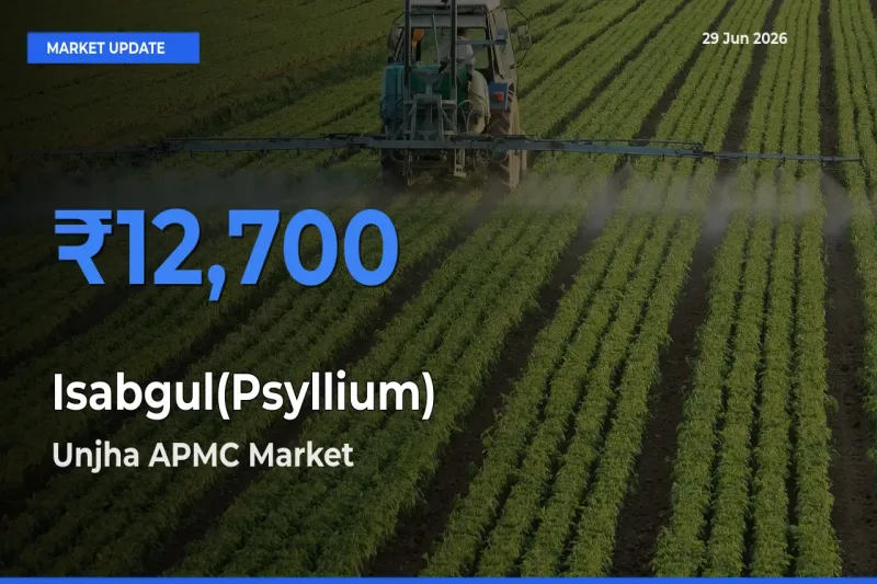Unjha APMC Emerges as Top Mandi for Isabgul(Psyllium) Prices Today