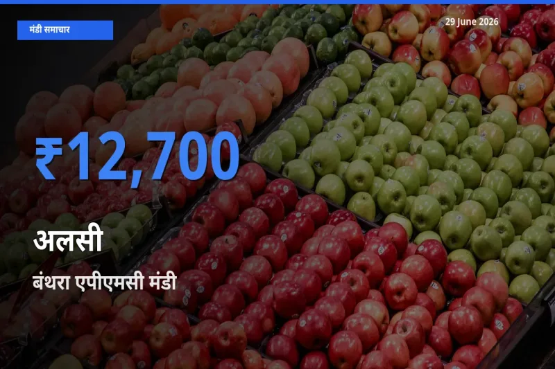 बंथरा एपीएमसी मंडी में आज अलसी के सबसे ऊँचे दाम दर्ज