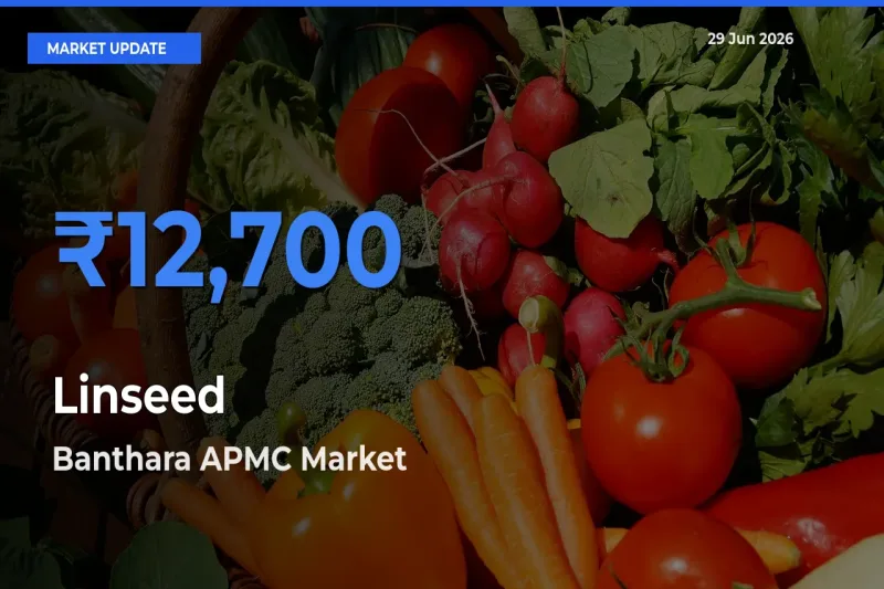 Banthara APMC Emerges as Top Mandi for Linseed Prices Today