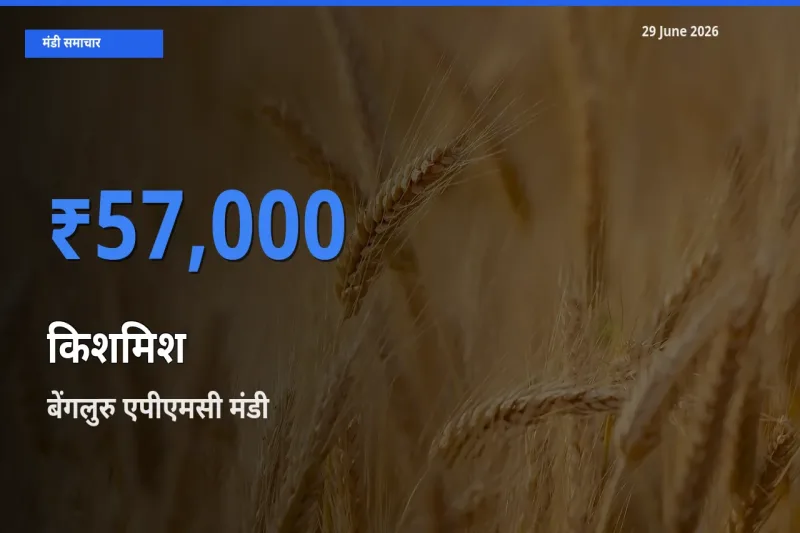आज किशमिश के सबसे ज़्यादा दाम बेंगलुरु एपीएमसी मंडी में दर्ज