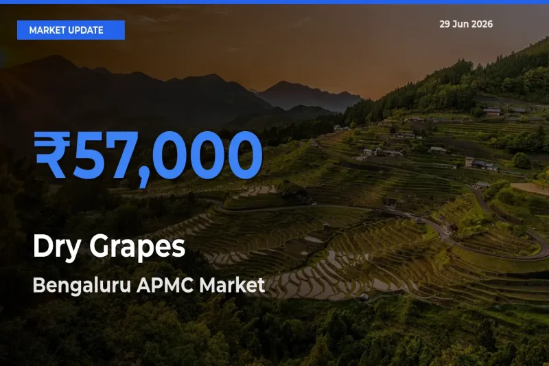 Bengaluru APMC Leads as Top Mandi for Dry Grapes Prices