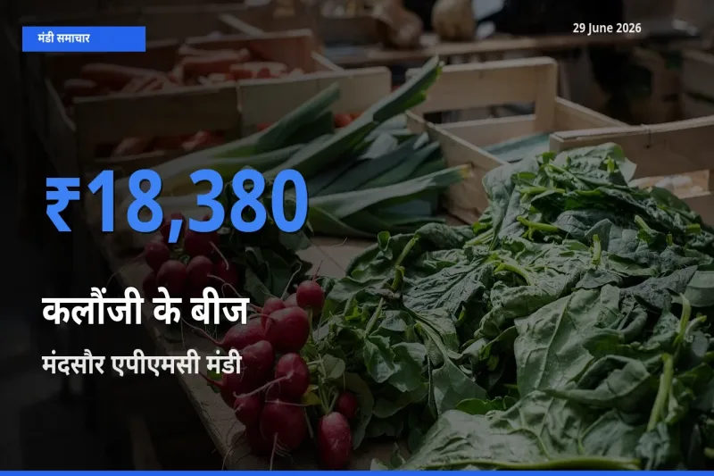 मंदसौर एपीएमसी मंडी में कलौंजी के बीज ₹18,380 पर पहुँचा – आज का सर्वोच्च भाव