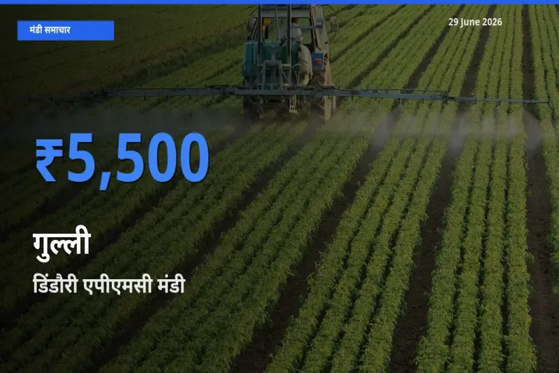 डिंडौरी एपीएमसी मंडी में गुल्ली ₹5,500 पर पहुँचा – आज का सर्वोच्च भाव