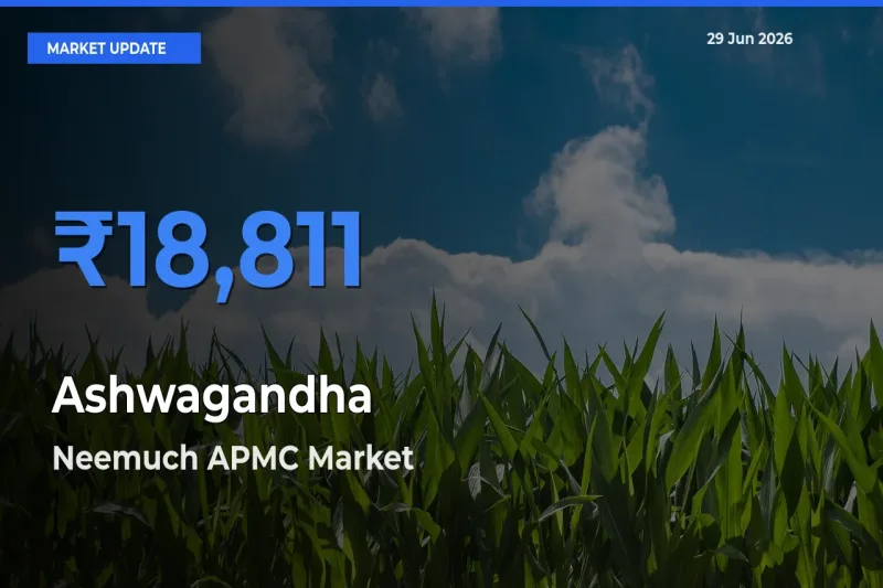 Farmers Prefer Neemuch APMC as Ashwagandha Hits Highest Rate