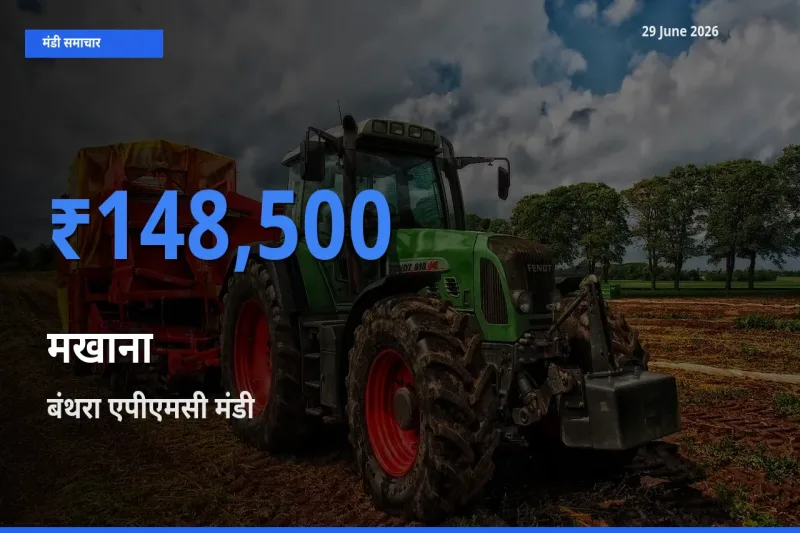 बाज़ार संकेत: बंथरा एपीएमसी बना मखाना के लिए आज की टॉप मंडी