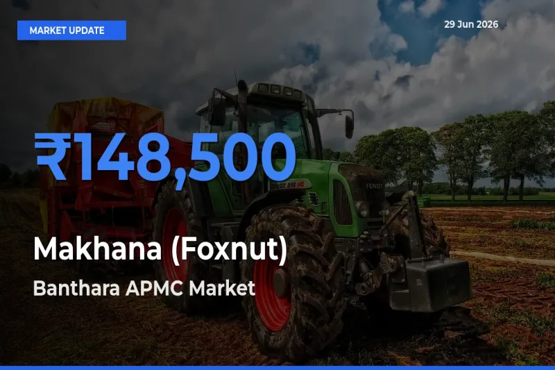 Banthara APMC Leads as Top Mandi for Makhana (Foxnut) Prices