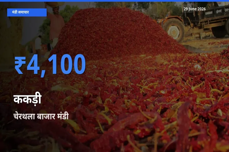 चेरथला बाजार में ककड़ी का आज सबसे ऊँचा भाव