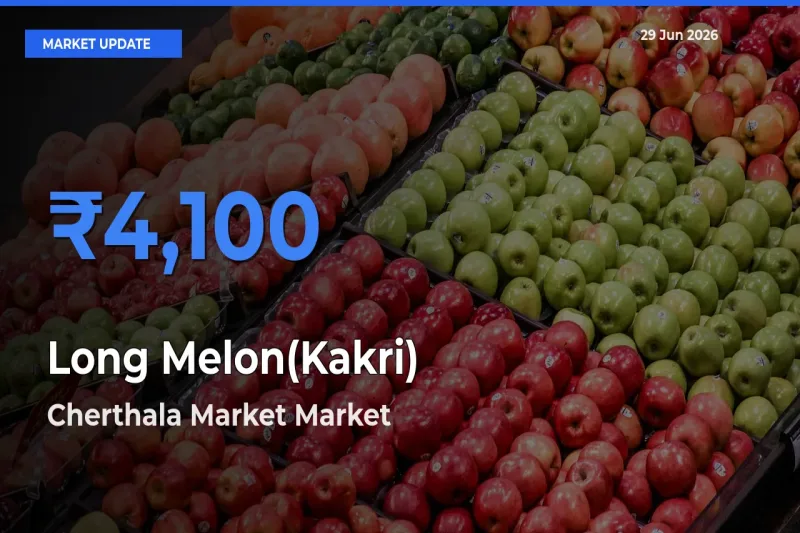 Farmers Prefer Cherthala Market as Long Melon(Kakri) Hits Highest Rate