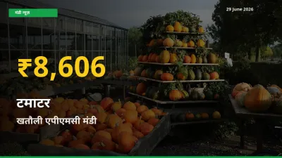 टमाटर के दामों में रिकॉर्ड तेज़ी, खतौली एपीएमसी