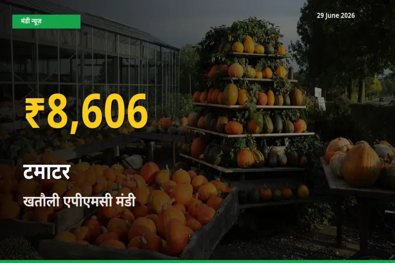 टमाटर के दामों में रिकॉर्ड तेज़ी, खतौली एपीएमसी