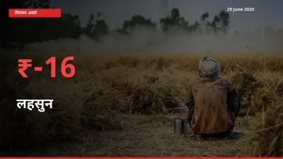 तेज़ गिरावट! मंडी में लहसुन के दाम 16.25% लुढ़के