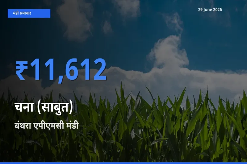 29 June अपडेट: चना (साबुत) के सबसे ऊँचे दाम बंथरा एपीएमसी मंडी में