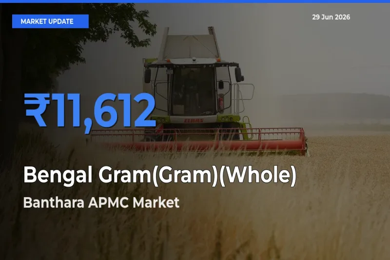 Market Watch: Banthara APMC Becomes Top Mandi for Bengal Gram(Gram)(Whole)