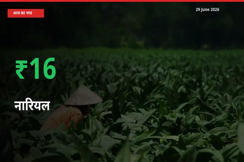 अचानक तेजी! मंडी में नारियल के दाम 16.41% चढ़े