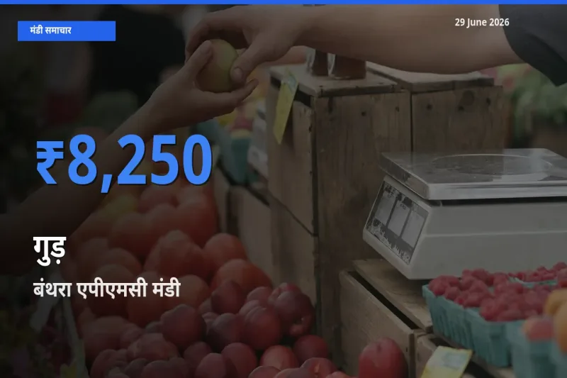 टॉप मंडी बना बंथरा एपीएमसी! गुड़ के सबसे ऊँचे दाम यहीं दर्ज