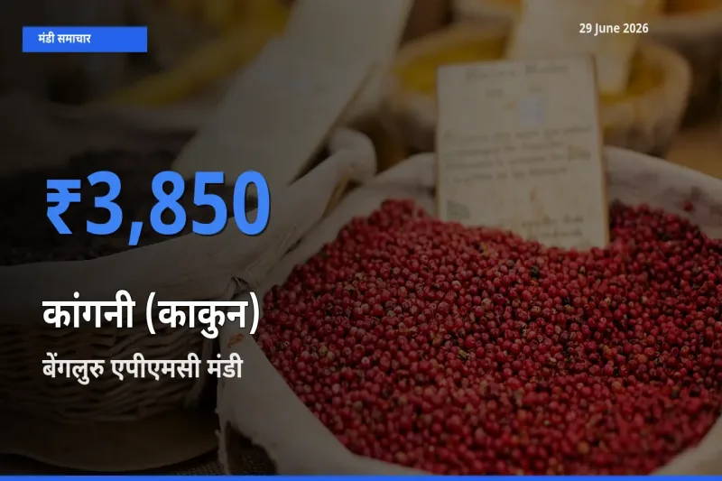 29 June अपडेट: कांगनी (काकुन) के सबसे ऊँचे दाम बेंगलुरु एपीएमसी मंडी में