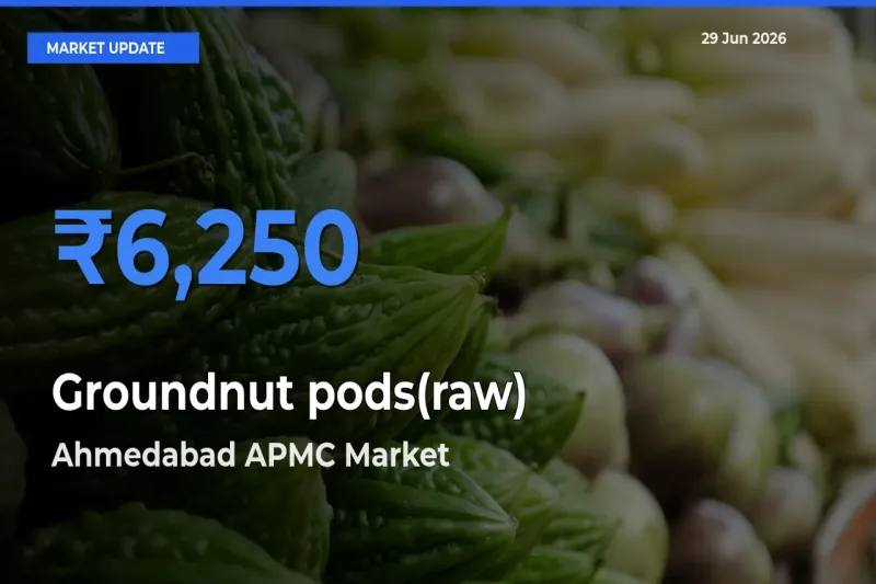 Top Performer! Ahmedabad APMC Offers Best Groundnut pods(raw) Price Today