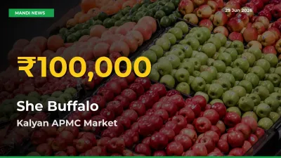 Farmers Benefit as She Buffalo Rate Touches New High in Kalyan APMC