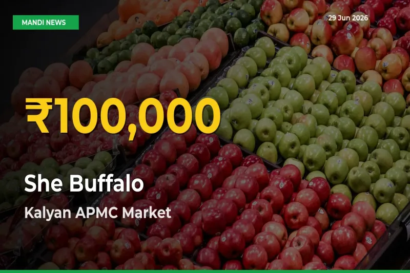 Farmers Benefit as She Buffalo Rate Touches New High in Kalyan APMC