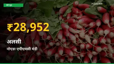 आज का मंडी भाव: नोएडा एपीएमसी में अलसी सबसे ऊँचे स्तर पर