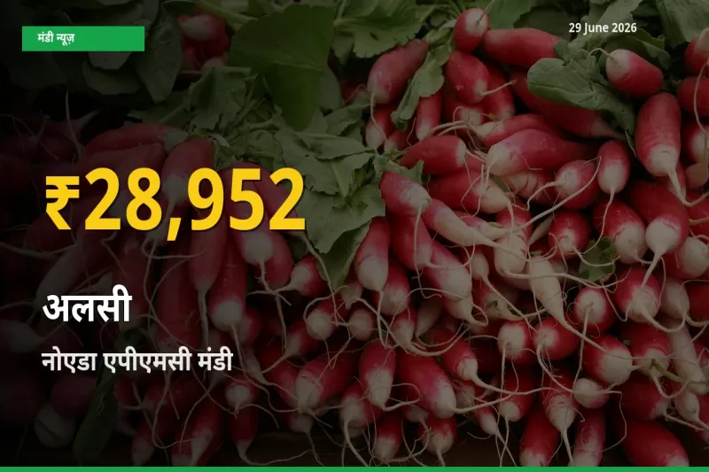 आज का मंडी भाव: नोएडा एपीएमसी में अलसी सबसे ऊँचे स्तर पर
