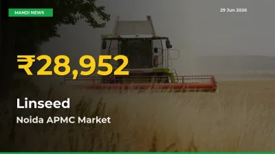 Noida APMC Leads as Linseed Hits Highest Rate – June 29 Update