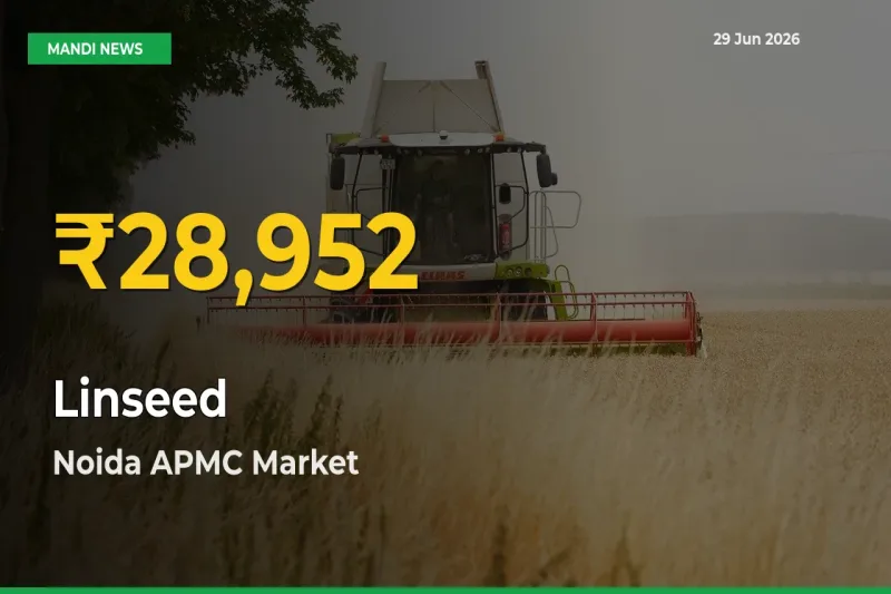 Noida APMC Leads as Linseed Hits Highest Rate – June 29 Update