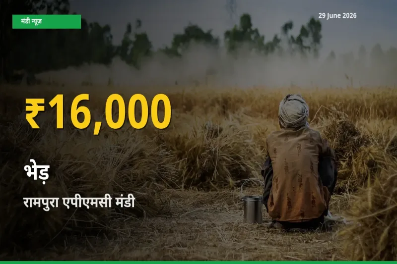 किसानों के लिए खुशखबरी! रामपुरा एपीएमसी में भेड़ के दाम रिकॉर्ड स्तर पर