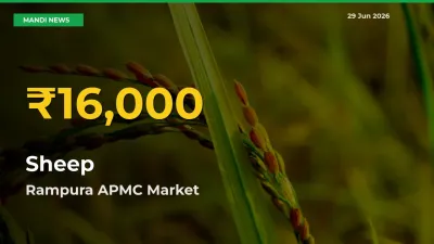 Rampura APMC Leads as Sheep Hits Highest Rate – June 29 Update