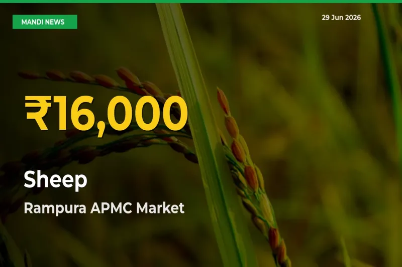 Rampura APMC Leads as Sheep Hits Highest Rate – June 29 Update