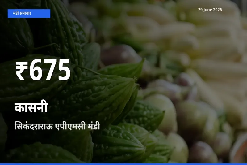 रिकॉर्ड गिरावट नहीं, लेकिन 30 दिन का न्यूनतम! सिकंदराराऊ एपीएमसी में कासनी के दाम फिसले