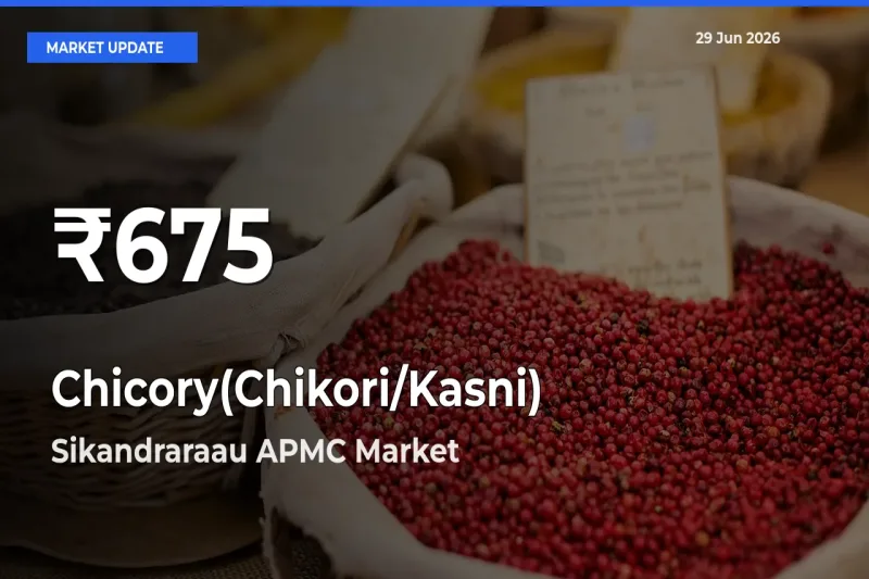 Big Drop! Chicory(Chikori/Kasni) Slides to 30-Day Low at Sikandraraau APMC
