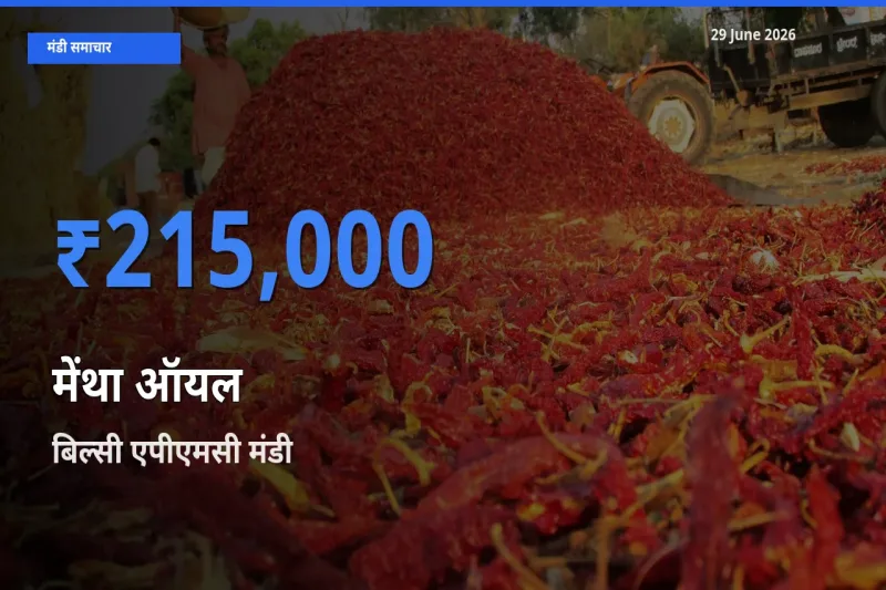 टॉप मंडी बना बिल्सी एपीएमसी! मेंथा ऑयल के सबसे ऊँचे दाम यहीं दर्ज