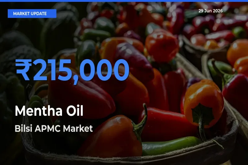 Top Performer! Bilsi APMC Offers Best Mentha Oil Price Today