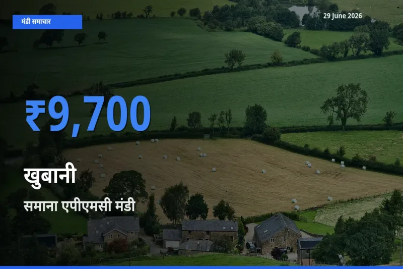 टॉप मंडी बना समाना एपीएमसी! खुबानी के सबसे ऊँचे दाम यहीं दर्ज