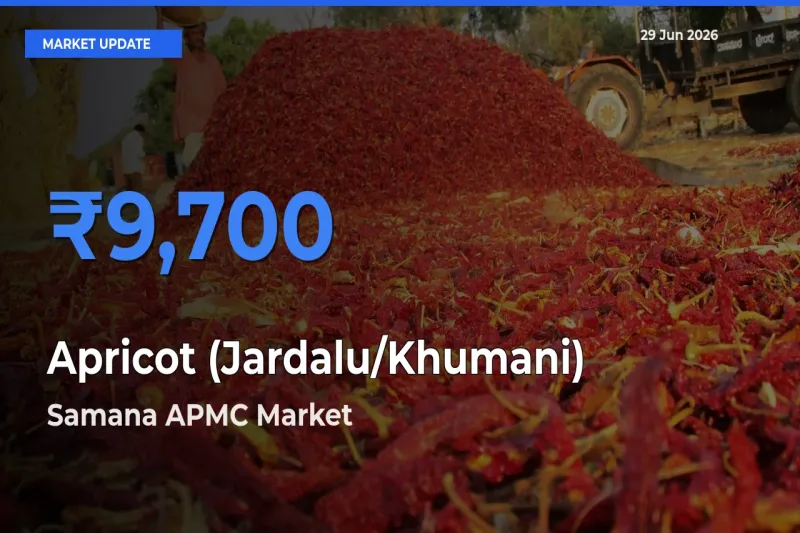Top Performer! Samana APMC Offers Best Apricot (Jardalu/Khumani) Price Today