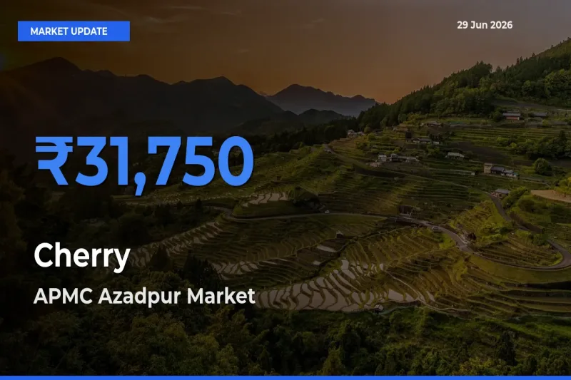 APMC Azadpur Offers ₹31,750 – Highest Cherry Rate Today