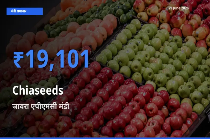 आज Chiaseeds के सबसे ऊँचे दाम ₹19,101 जावरा एपीएमसी मंडी में