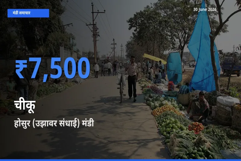 होसुर (उझावर संधाई) मंडी में आज चीकू के सबसे ऊँचे दाम दर्ज