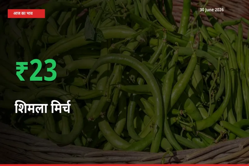 स्थानीय मंडी में शिमला मिर्च के दाम अचानक 22.91% उछले, किसान सतर्क