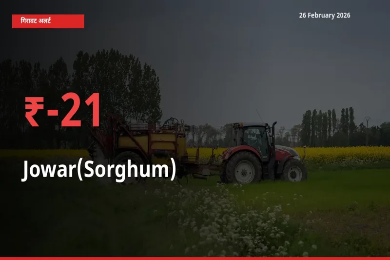 स्थानीय मंडी में Jowar(Sorghum) के दाम अचानक 20.73% गिरे, किसानों की चिंता बढ़ी